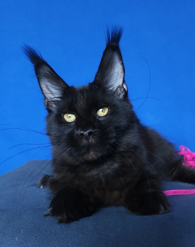 Jessa Akbars - Kitten maine-coon 5 months 0.5 weeks