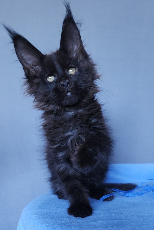 Jessa Akbars - Kitten maine-coon 2 months 3.5 weeks