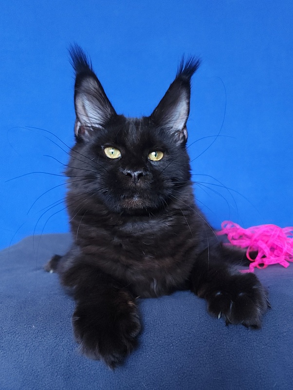 Jessa Akbars - Kitten maine-coon 5 months 0.5 weeks