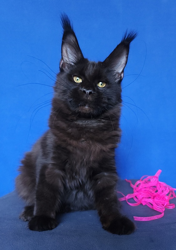 Jessa Akbars - Kitten maine-coon 5 months 0.5 weeks