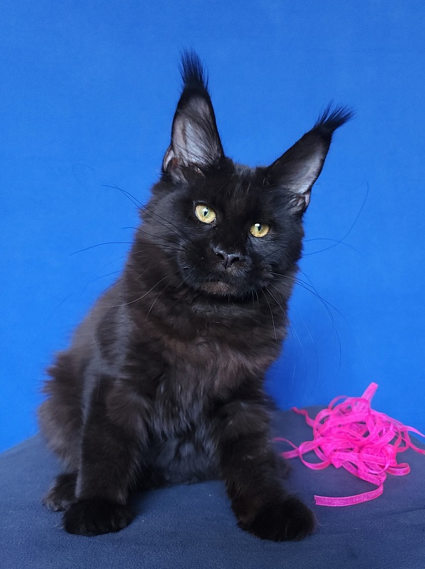 Jessa Akbars - Kitten maine-coon 5 months 0.5 weeks