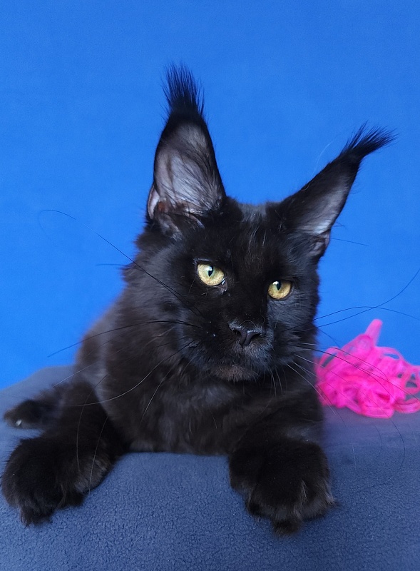 Jessa Akbars - Kitten maine-coon 5 months 0.5 weeks