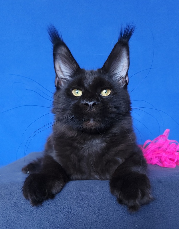 Jessa Akbars - Kitten maine-coon 5 months 0.5 weeks