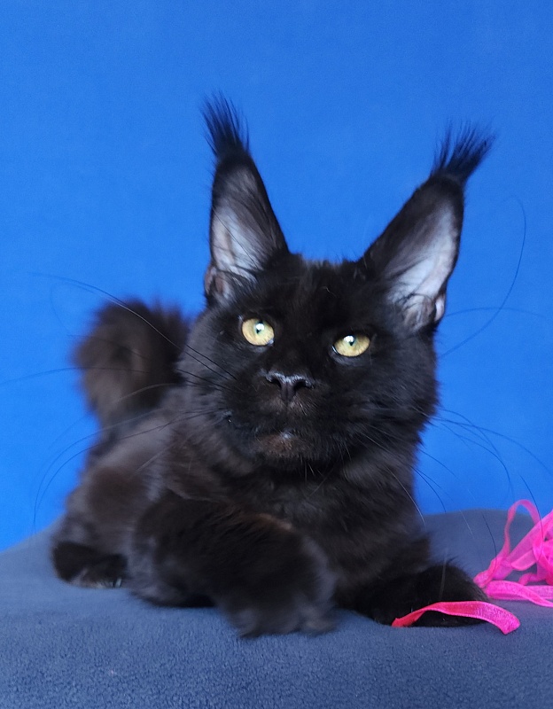 Jessa Akbars - Kitten maine-coon 5 months 0.5 weeks