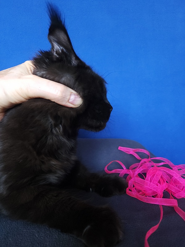 Jessa Akbars - Kitten maine-coon 5 months 0.5 weeks