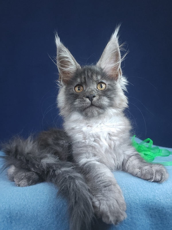 Jenna Akbars - Kitten maine-coon 2 months 2.5 weeks