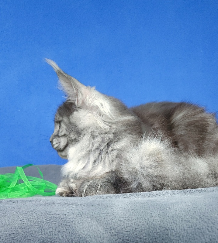 Jenna Akbars - Kitten maine-coon 5 months 2 weeks