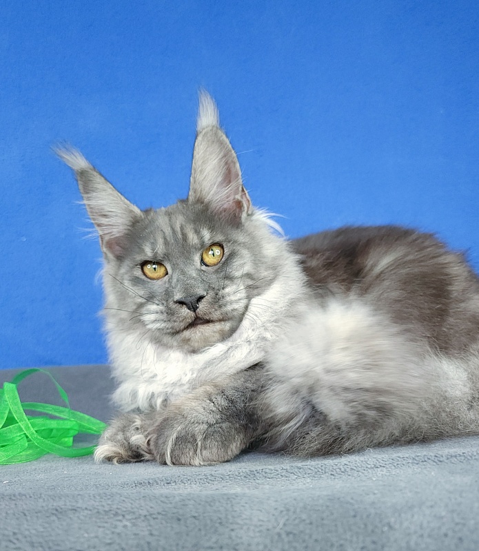 Jenna Akbars - Kitten maine-coon 5 months 2 weeks