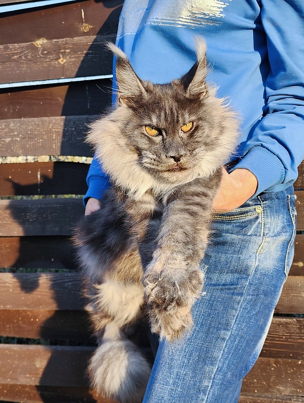 Jenna Akbars - Kitten maine-coon 6 months 2.5 weeks