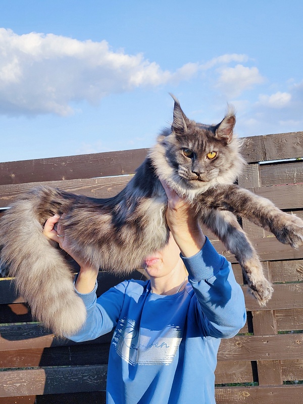 Jenna Akbars - Kitten maine-coon 6 months 2.5 weeks