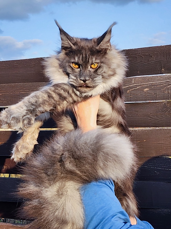 Jenna Akbars - Kitten maine-coon 6 months 2.5 weeks