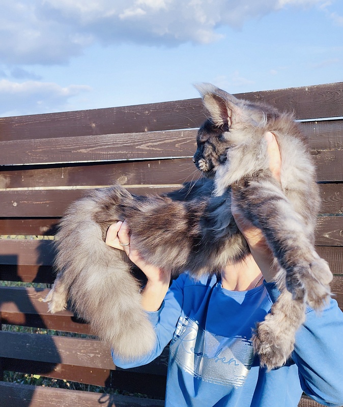 Jenna Akbars - Kitten maine-coon 6 months 2.5 weeks
