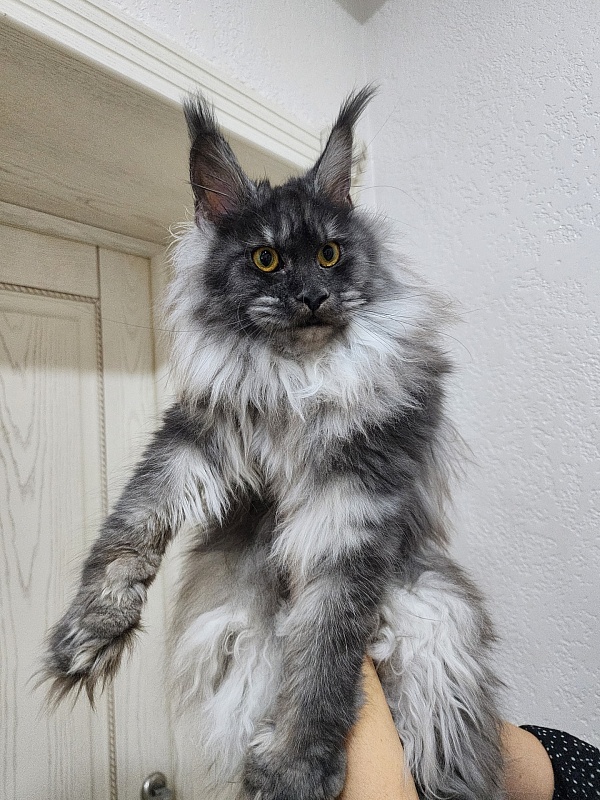 Jenna Akbars - Junior maine-coon 9 months 1.5 week
