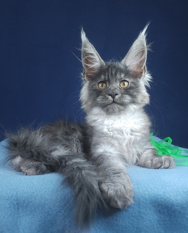 Jenna Akbars - Kitten maine-coon 2 months 2.5 weeks