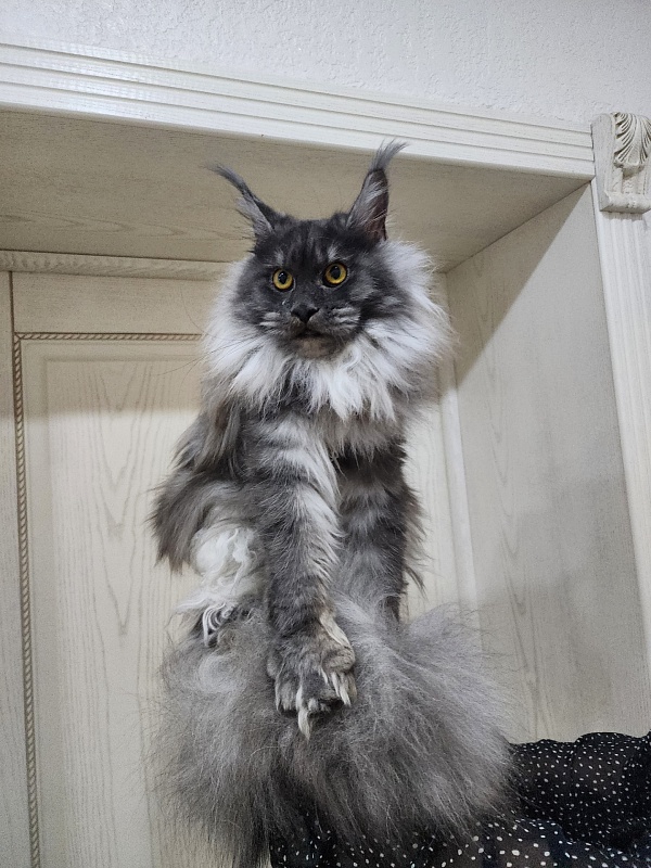 Jenna Akbars - Junior maine-coon 9 months 1.5 week