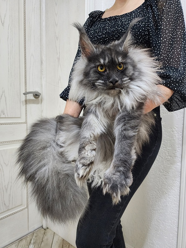 Jenna Akbars - Junior maine-coon 9 months 1.5 week