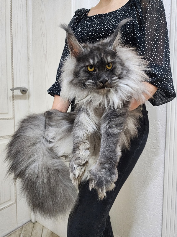 Jenna Akbars - Junior maine-coon 9 months 1.5 week