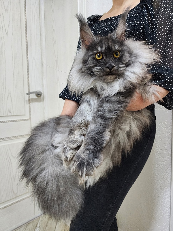 Jenna Akbars - Junior maine-coon 9 months 1.5 week