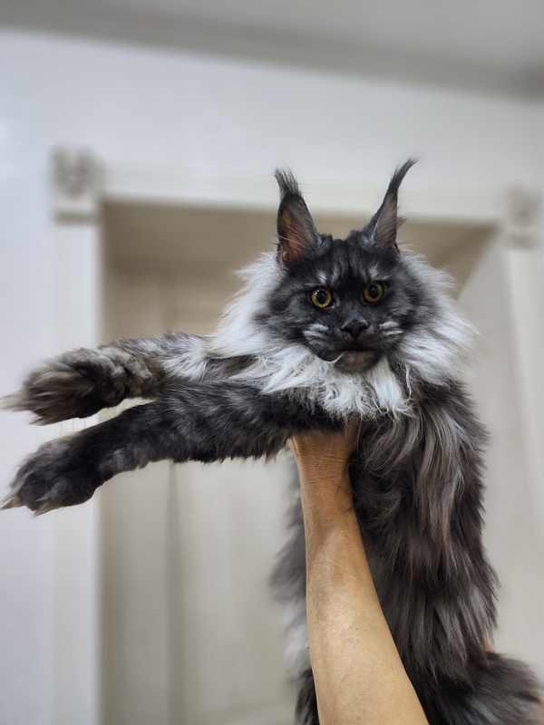 Jenna Akbars - Junior maine-coon 9 months 1.5 week