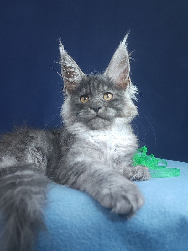 Jenna Akbars - Kitten maine-coon 2 months 2.5 weeks