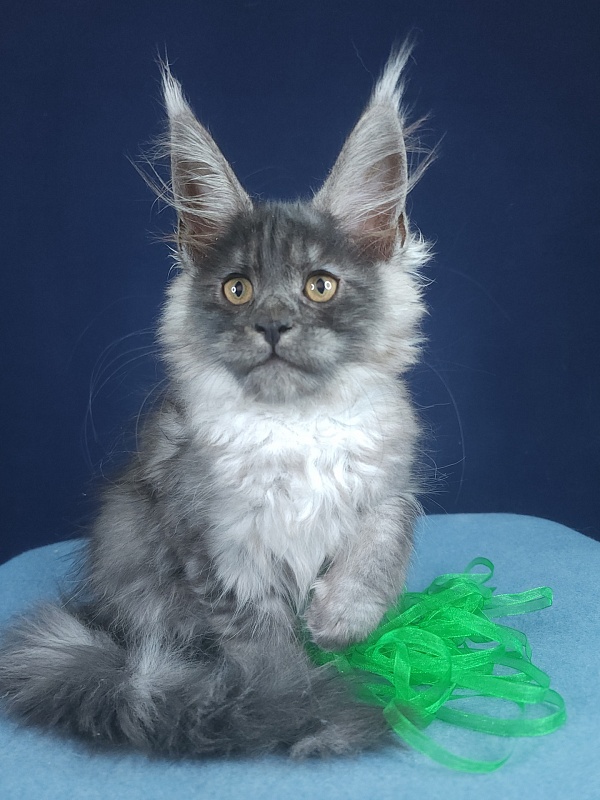 Jenna Akbars - Kitten maine-coon 2 months 2.5 weeks
