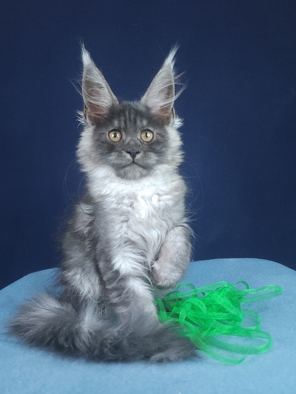 Jenna Akbars - Kitten maine-coon 2 months 2.5 weeks