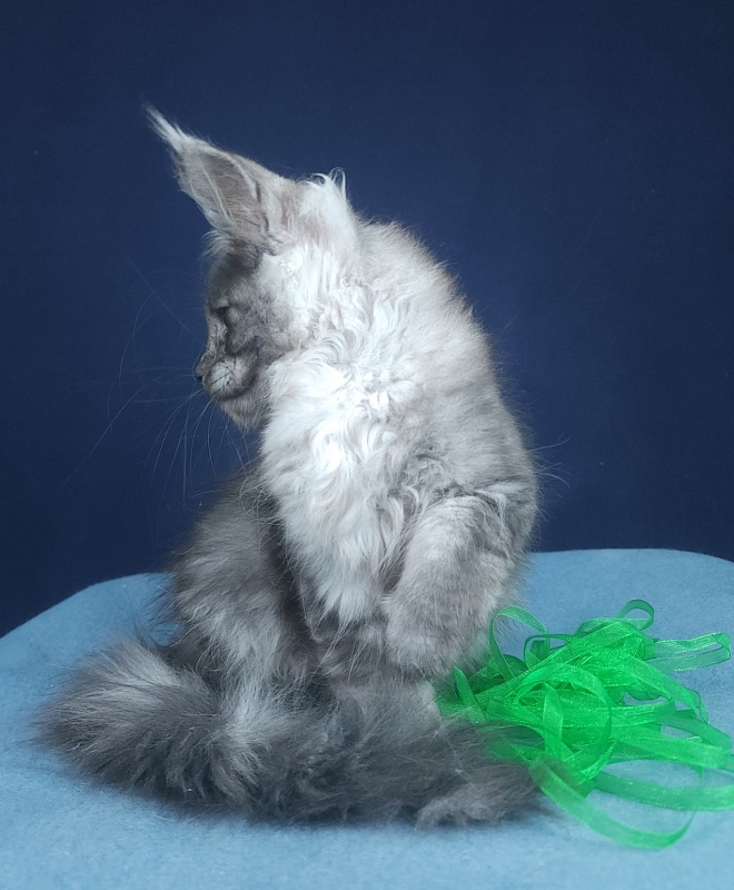 Jenna Akbars - Kitten maine-coon 2 months 2.5 weeks