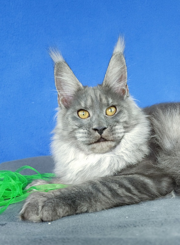 Jenna Akbars - Kitten maine-coon 5 months 2 weeks