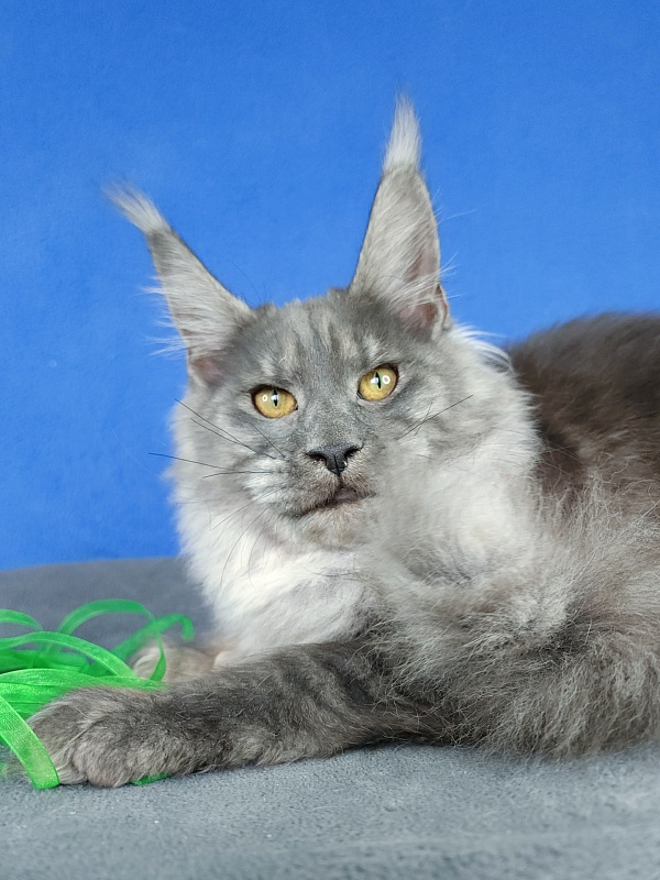 Jenna Akbars - Kitten maine-coon 5 months 2 weeks