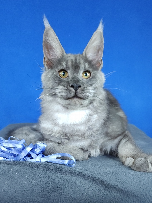 Jazzi Akbars - Kitten maine-coon 5 months 2 weeks