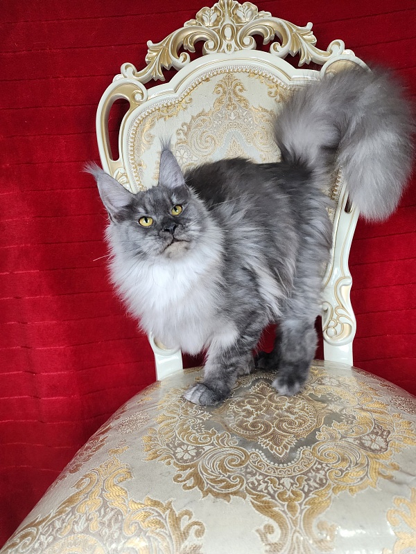 Jazzi Akbars - Junior maine-coon 7 months 3 weeks