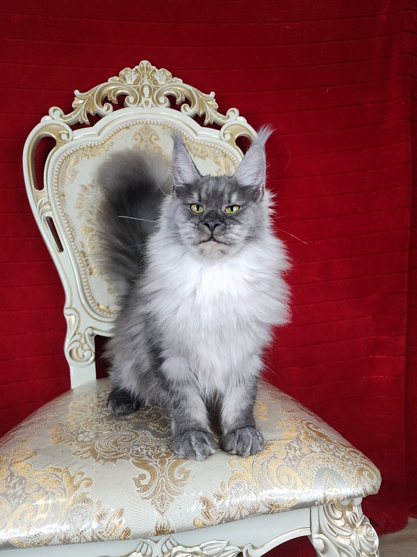 Jazzi Akbars - Junior maine-coon 7 months 3 weeks