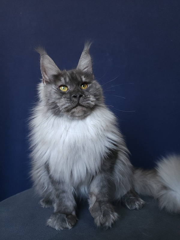Jazzi Akbars - Junior maine-coon 8 months 4 weeks