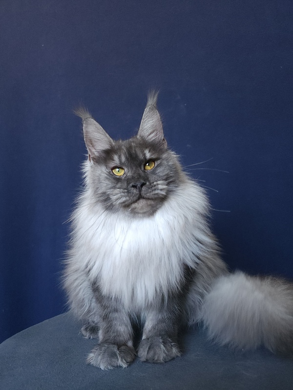 Jazzi Akbars - Junior maine-coon 8 months 4 weeks