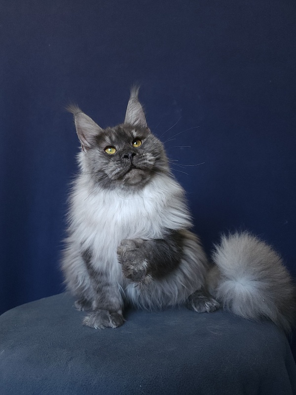 Jazzi Akbars - Junior maine-coon 8 months 4 weeks