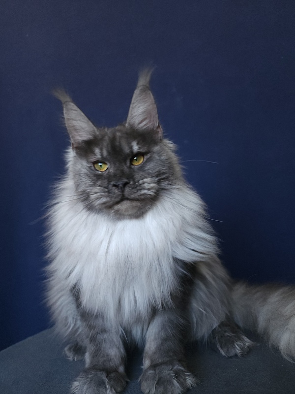 Jazzi Akbars - Junior maine-coon 8 months 4 weeks