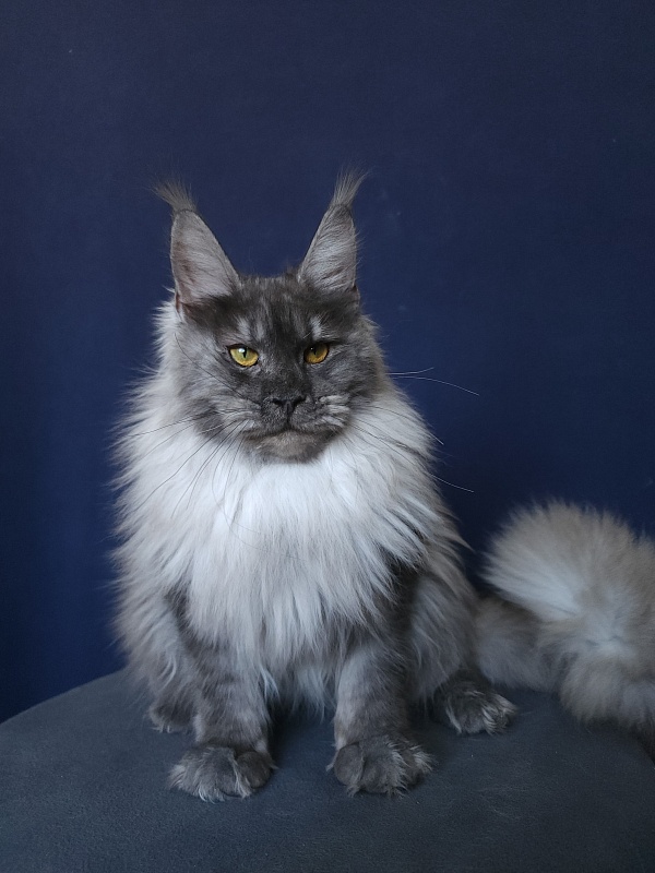 Jazzi Akbars - Junior maine-coon 8 months 4 weeks