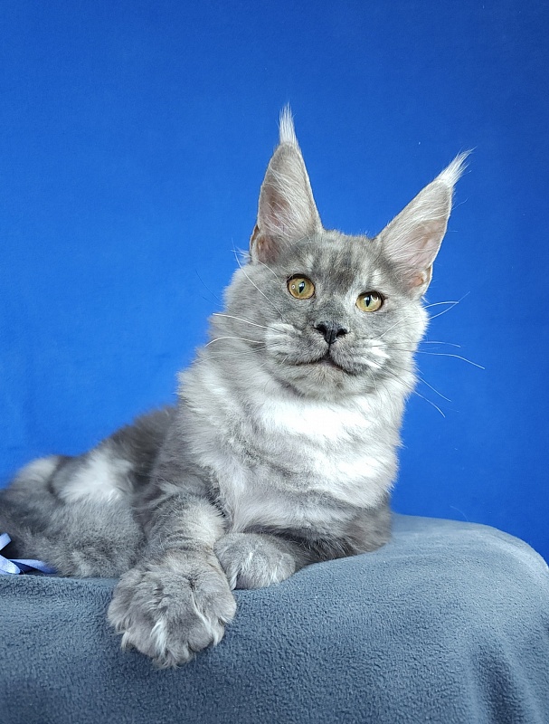 Jazzi Akbars - Kitten maine-coon 5 months 2 weeks