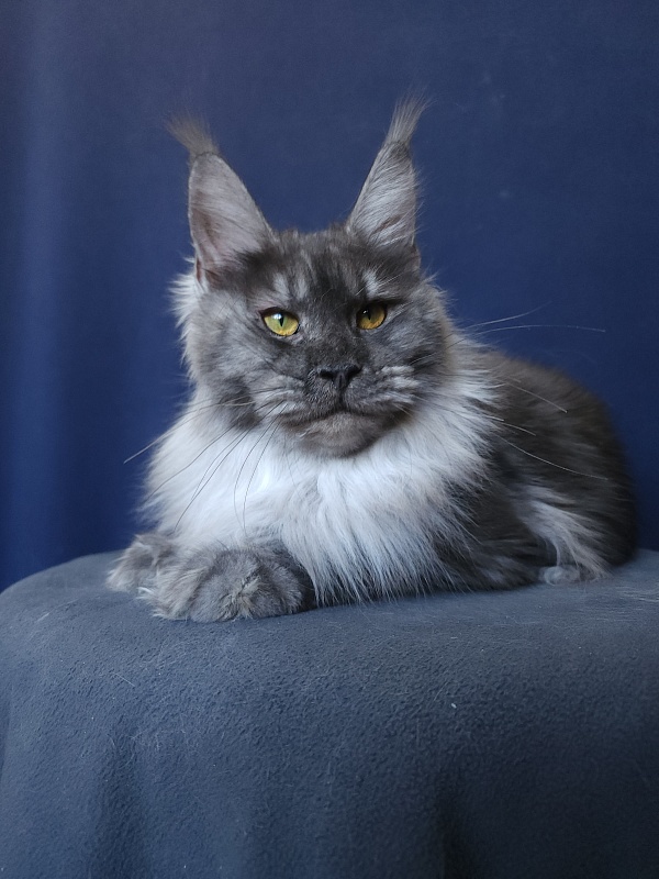 Jazzi Akbars - Junior maine-coon 8 months 4 weeks