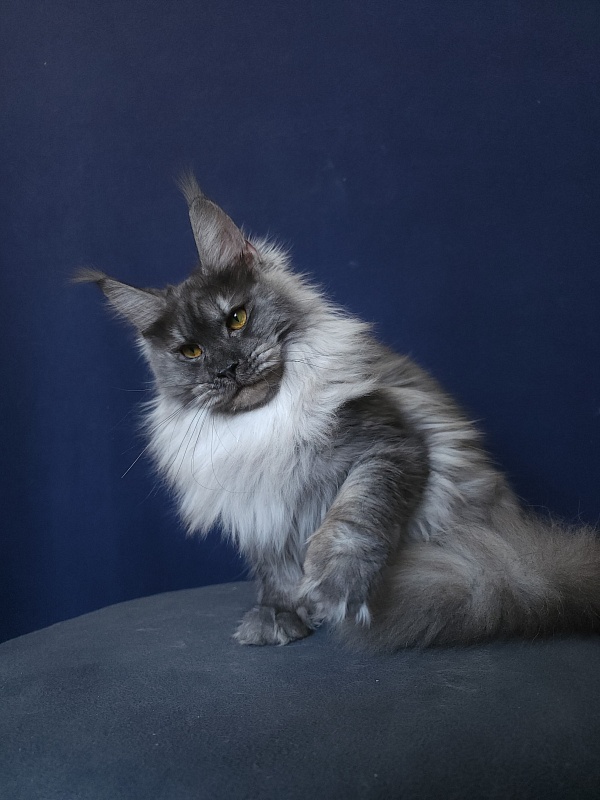 Jazzi Akbars - Junior maine-coon 8 months 4 weeks