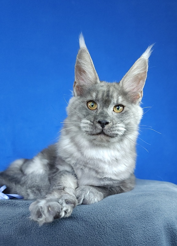 Jazzi Akbars - Kitten maine-coon 5 months 2 weeks