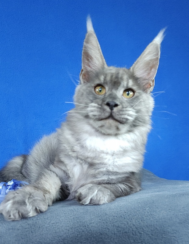 Jazzi Akbars - Kitten maine-coon 5 months 2 weeks