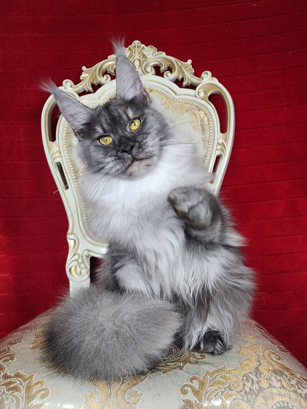 Jazzi Akbars - Junior maine-coon 7 months 3 weeks