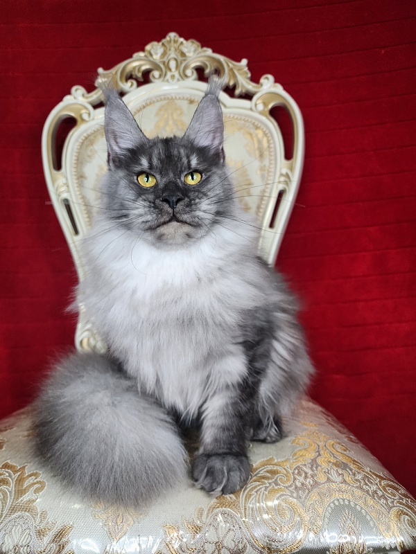 Jazzi Akbars - Junior maine-coon 7 months 3 weeks