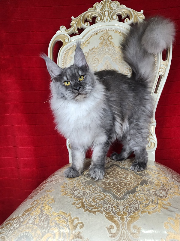 Jazzi Akbars - Junior maine-coon 7 months 3 weeks