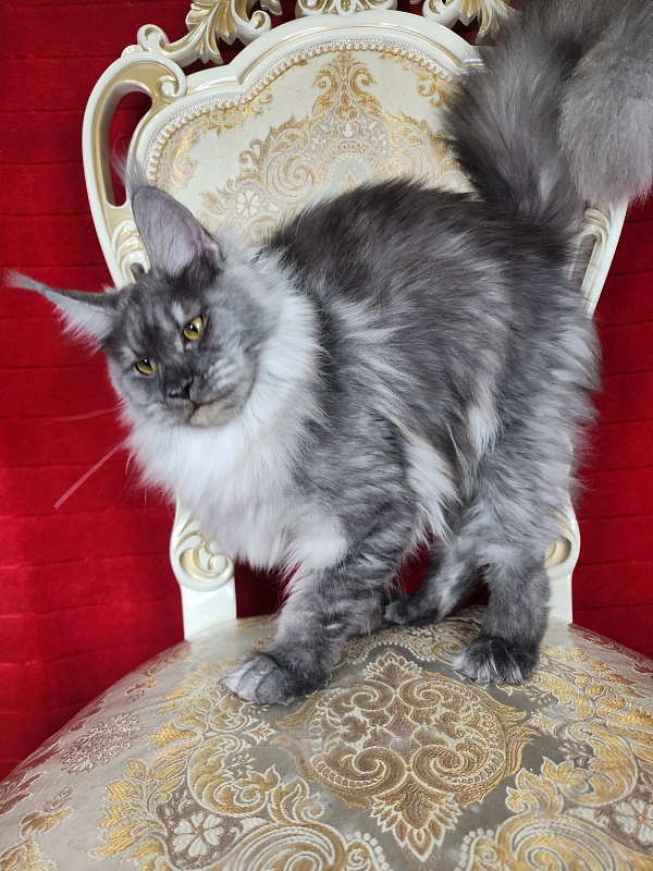 Jazzi Akbars - Junior maine-coon 7 months 3 weeks