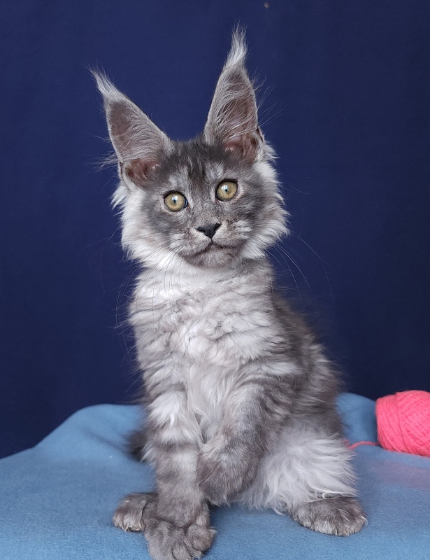 Javi Akbars - Kitten maine-coon 2 months 2.5 weeks