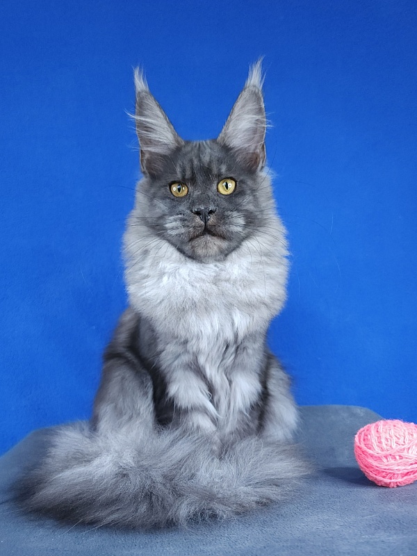 Javi Akbars - Kitten maine-coon 5 months 2 weeks