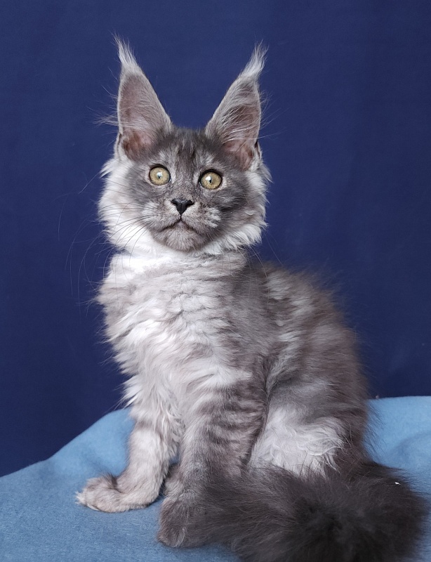 Javi Akbars - Kitten maine-coon 2 months 2.5 weeks