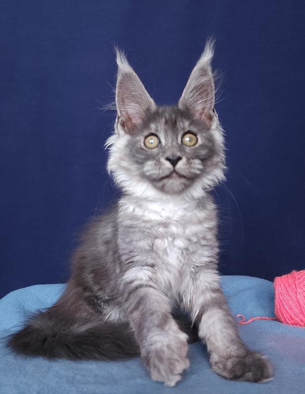 Javi Akbars - Kitten maine-coon 2 months 2.5 weeks